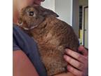 Adopt Strudel a Bunny Rabbit