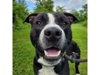 Adopt Pac a Pit Bull Terrier