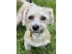 Adopt Teddy a Yorkshire Terrier, Bichon Frise