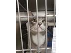 Adopt Puddin a Domestic Short Hair