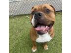 Adopt Zeon a Pit Bull Terrier