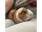 Adopt Crackers a Guinea Pig