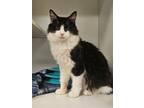 Adopt Pickles (isenberg) a Domestic Medium Hair