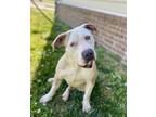 Adopt Big Dog Russell a Pit Bull Terrier