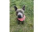 Adopt Gorou a Pit Bull Terrier