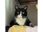 Adopt Hazel a Domestic Short Hair