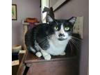 Adopt Catsby a Tuxedo, Domestic Short Hair