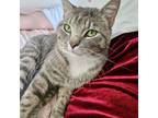 Adopt Toby a Tabby, Domestic Short Hair