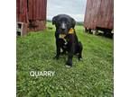 Adopt Quarry a Mixed Breed, Pit Bull Terrier