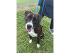 Adopt Duke of Burgundy a Pit Bull Terrier, Mixed Breed