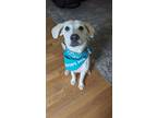 Adopt Ollie a Labrador Retriever