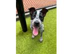 Adopt Milkshake a Cattle Dog, Mixed Breed