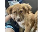 Adopt Knox a Australian Shepherd, Mixed Breed