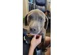 Adopt Found stray: Wrigley a Pit Bull Terrier, Weimaraner