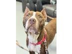 Adopt Cypher a Pit Bull Terrier, Mixed Breed