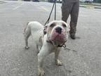 Adopt PIMIENTO a Pit Bull Terrier, Mixed Breed