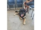 Adopt Oscar a German Shepherd Dog, Mixed Breed