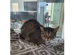 Adopt Chapito a Domestic Short Hair