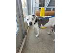 Adopt Rubble a Pit Bull Terrier, Mixed Breed