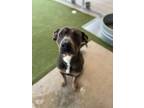 Adopt Rhino a Pit Bull Terrier, Mixed Breed