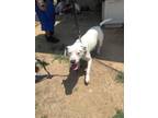 Adopt Appa a Pit Bull Terrier, Mixed Breed