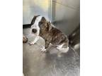 Adopt Marty a Pit Bull Terrier, Mixed Breed