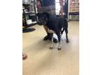 Adopt Gummy Bear a Rottweiler, Pit Bull Terrier