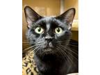 Adopt 55954873 a Domestic Medium Hair, Domestic Short Hair