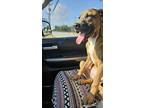 Adopt Cooper a Boxer, Mixed Breed