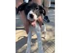Adopt Leo a Pointer, Mixed Breed