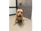 Adopt Brother Bear a Pit Bull Terrier, Mixed Breed