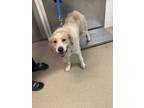 Adopt Moonlight a Great Pyrenees, Mixed Breed