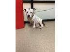 Adopt Bruno a Pit Bull Terrier, Terrier