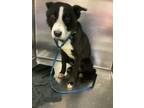Adopt 55962494 a Collie, Mixed Breed
