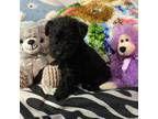 Schnauzer (Miniature) Puppy for sale in Campbell, TX, USA