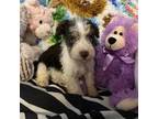 Schnauzer (Miniature) Puppy for sale in Campbell, TX, USA