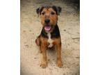 Adopt Thomas a Airedale Terrier
