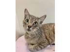 Adopt Regulus a Domestic Short Hair