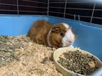 Adopt Henry a Guinea Pig