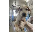 Adopt Verb a Cattle Dog, Mixed Breed