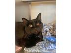Tinker Domestic Shorthair Young Male