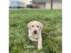 Labrador Retriever Puppy for sale in Fredericksburg, OH, USA
