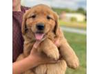 Golden Retriever Puppy for sale in Fredericksburg, OH, USA