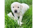 Labrador Retriever Puppy for sale in Fredericksburg, OH, USA