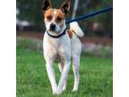 Adopt Oliver D45097 a Jack Russell Terrier, Mixed Breed