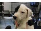 Adopt Negan a Terrier, Mixed Breed