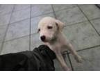 Adopt Felipe a Labrador Retriever, Mixed Breed