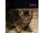 Kitten: Zoey Domestic Mediumhair Female