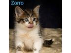 Kitten: Zorro Domestic Mediumhair Male