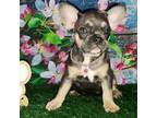 French Bulldog Puppy for sale in Maryville, TN, USA